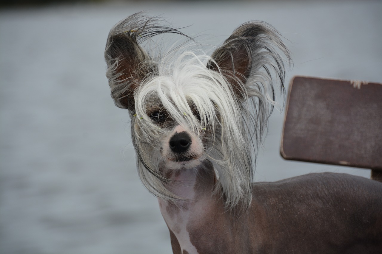 차이니즈 크레스티드(Chinese Crested)4