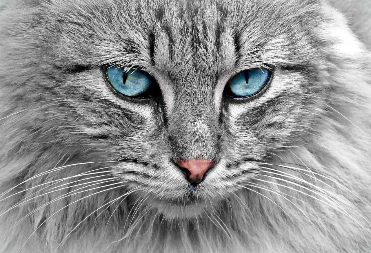 장모종 고양이 여름철 털관리 가이드
