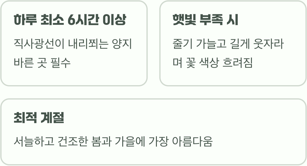 태양을 닮은 꽃, 햇빛 조건