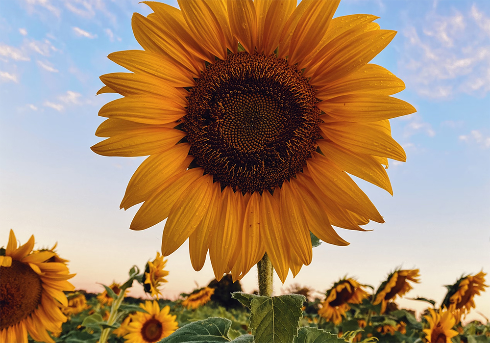 여름꽃 해바라기