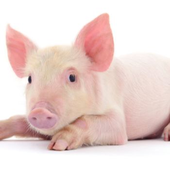 돼지꿈 꾸면 로또 재물과 행운을 부르는 돼지 꿈해몽 총정리