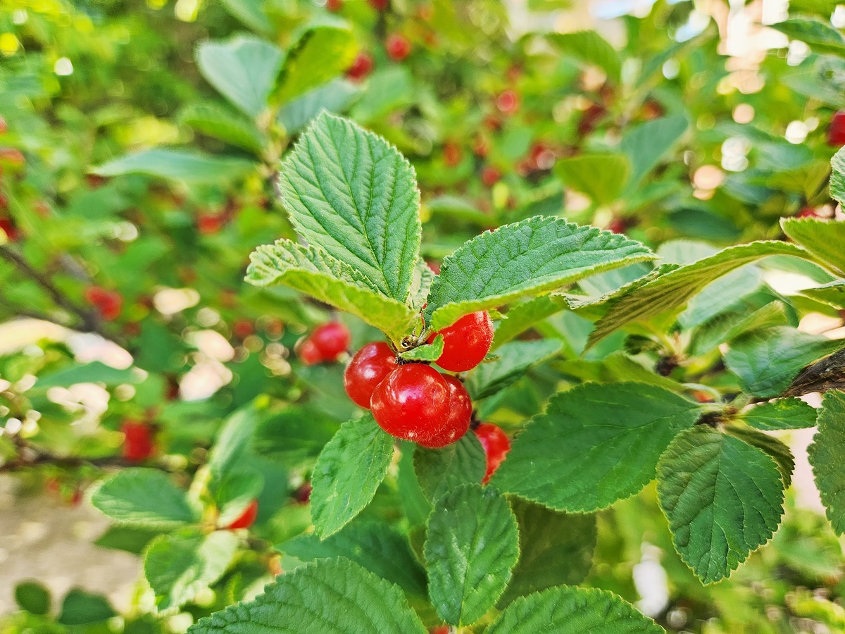 앵도나무(앵두나무)