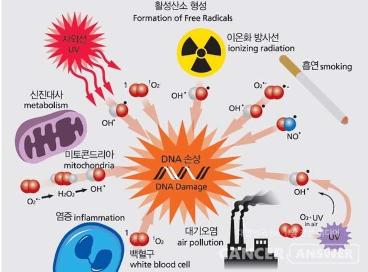 노화의 주범 활성산소