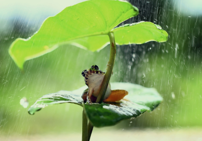 개구리는 왜 비 오는 날 울까?