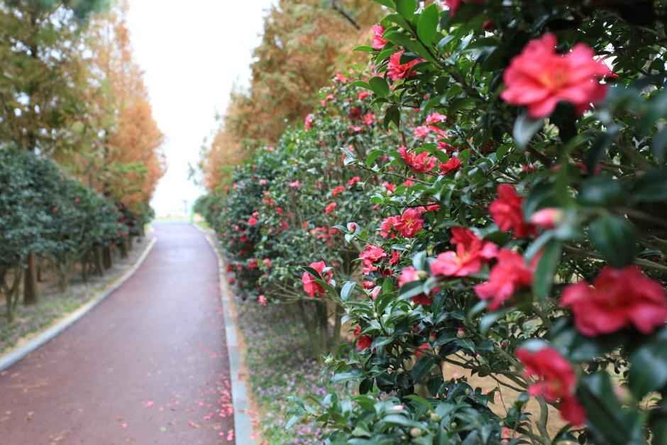 천사섬 분재공원