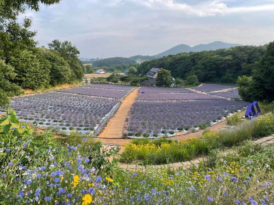 2025 고창 청농원 라벤더 축제: 보랏 빛 힐링의 계절이 돌아왔다!