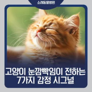 "고양이