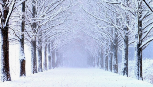 담양 메타스콰이어길의 겨울