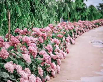 공주 수국축제 유구색동 수국 정원 꽃축제_10
