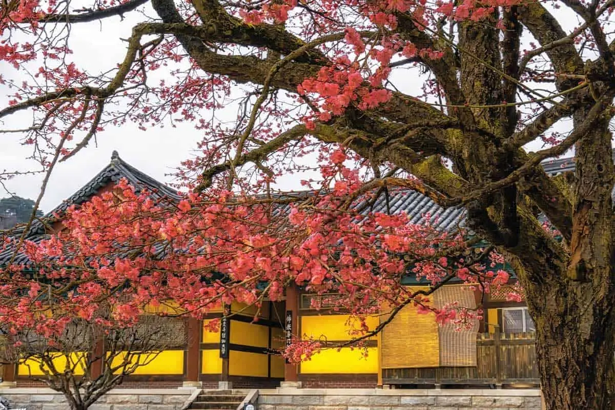 양산 통도사 &amp; 홍매화