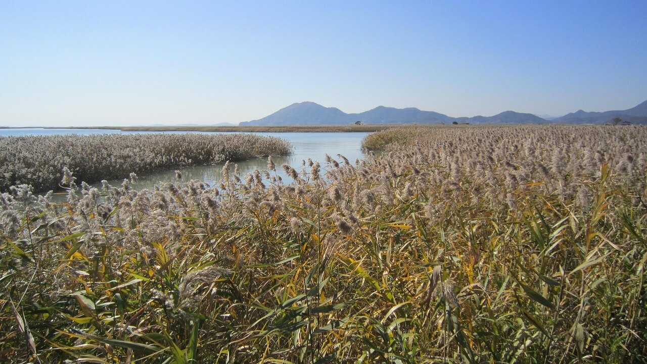 드르니항 맛집부터 튤립축제까지