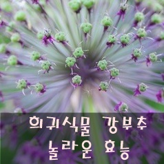 강부추-효능-썸네일