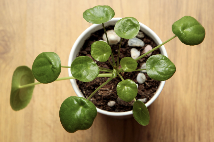 화분 흙에서 벌레 생겼을 때 해결하는 방법