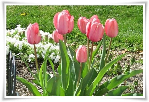 "튤립" 매력적인 봄의 대표적인 꽃, 튤립의 매력!