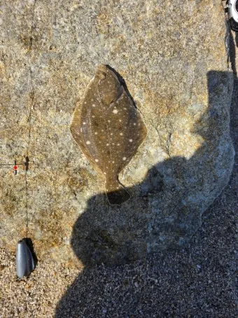 봄 도다리 제철 효능 레시피_18