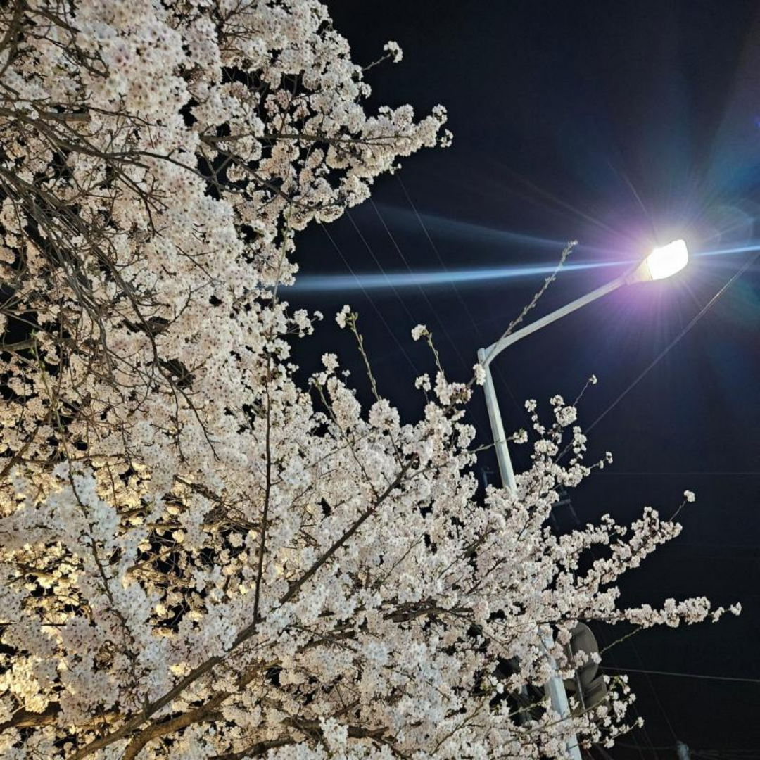 2025벚꽃축제4