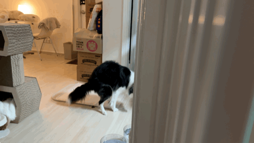 반려동물 식이섬유 파이보 강아지 설사할 때 먹이는 보조제 FIBOR