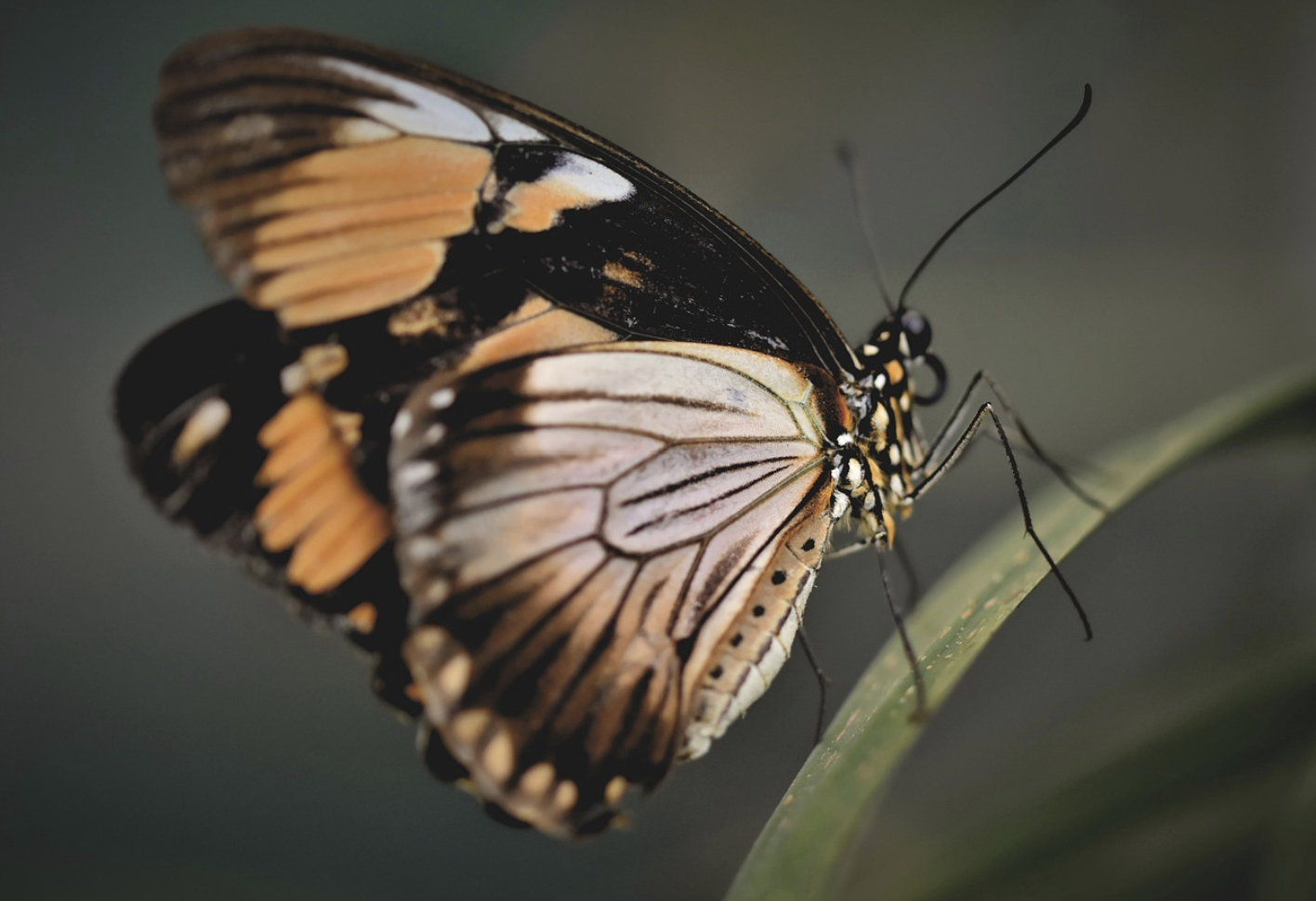 나비 날개의 구조색과 이를 모방한 염료 없는 색상 기술