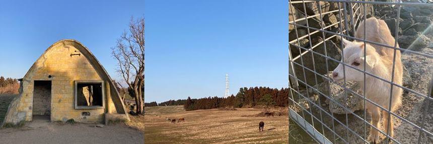 제주서쪽가볼만한곳-성이시돌목장-테쉬폰-말-초원-양