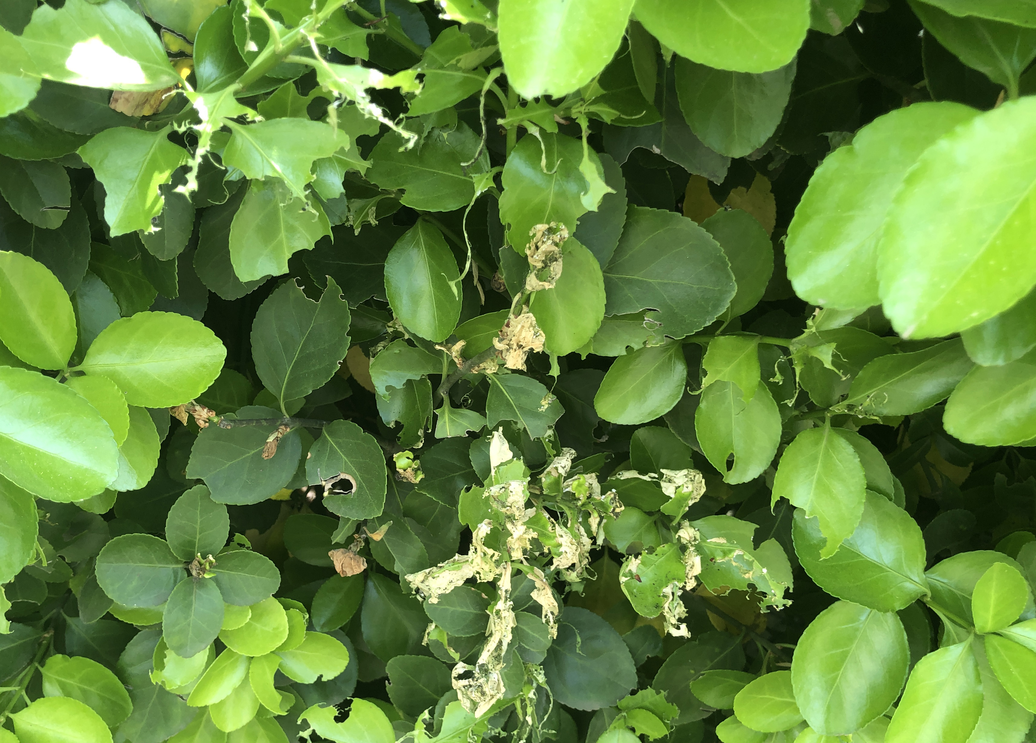 노랑털알락나방5