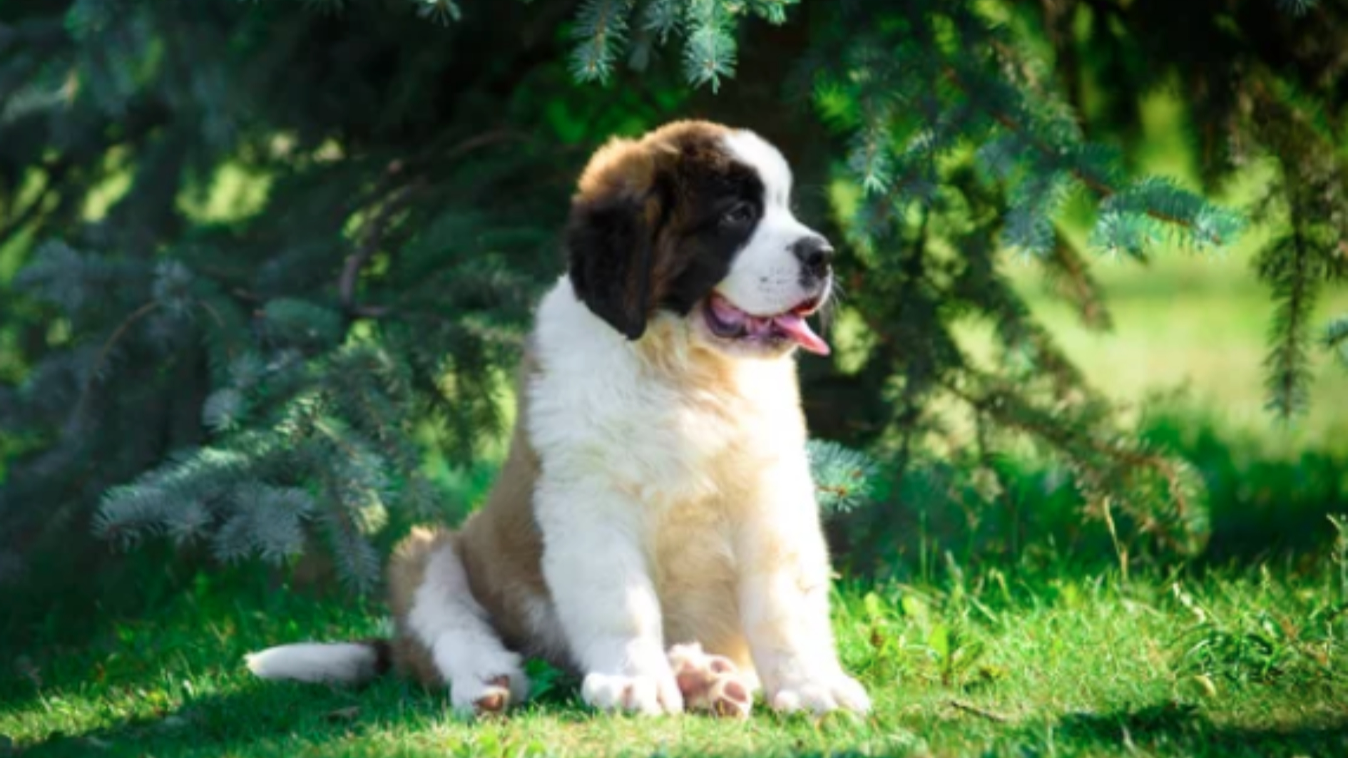 SAINT BERNARD/출처:어도비스톡