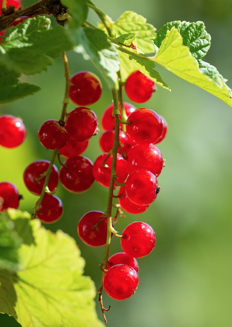 고대의 슈퍼푸드