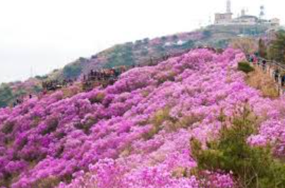 2025 군포 철쭉축제 일정부터 개화 시기까지 총정리