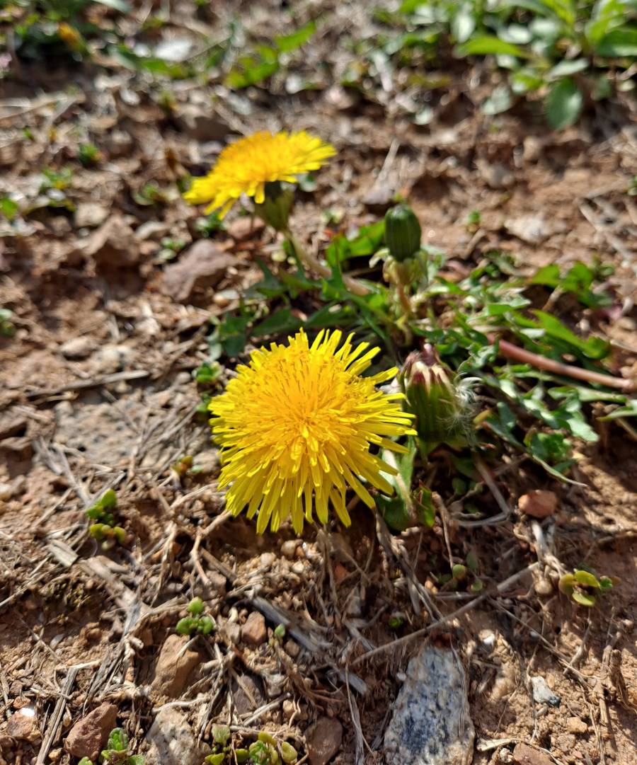 땅에는 민들레