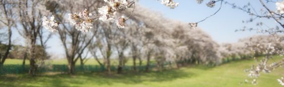2025 진해 군항제 일정 및 벚꽃 축제