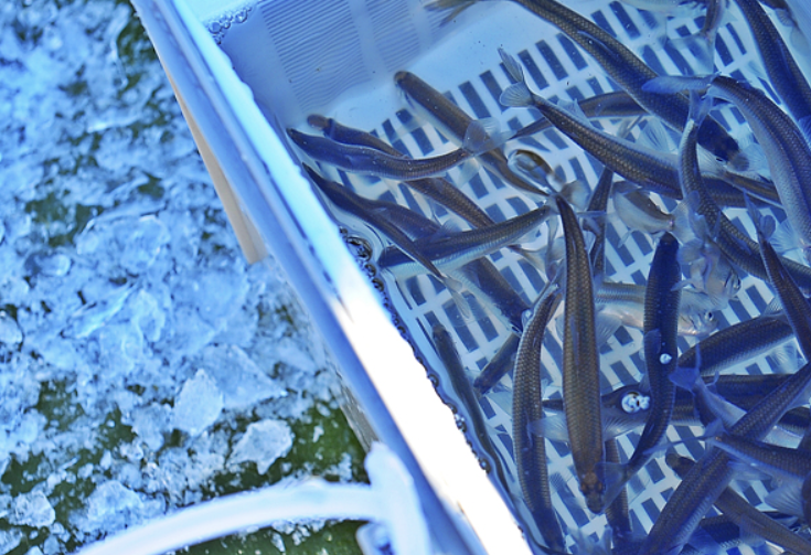 강화 양오 빙어축제 입장료 일정 방갈로 예약