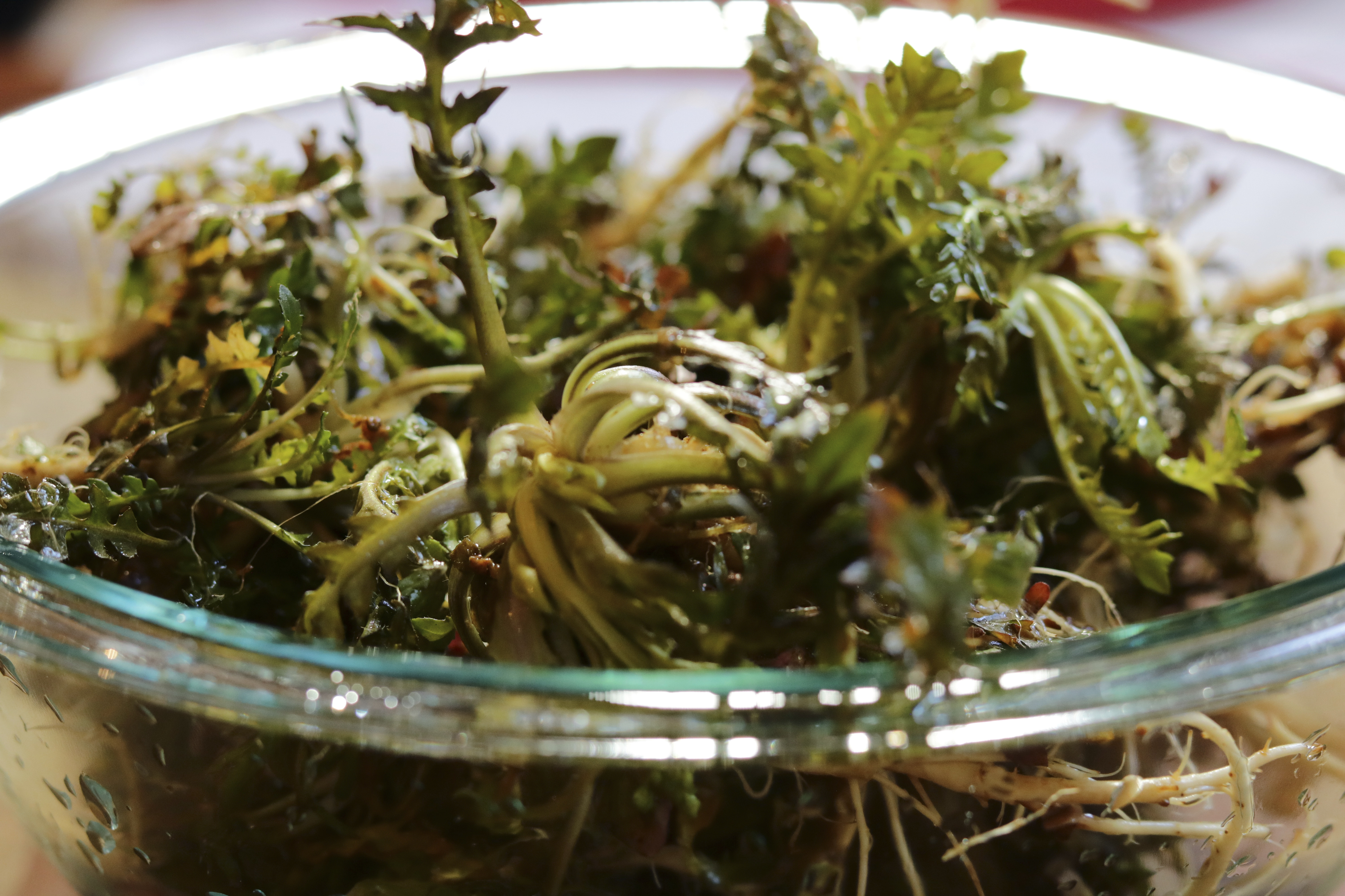 싱싱한 냉이를 잘 씻어 유리볼에 담은 사진