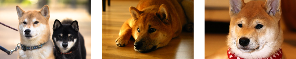 시바견 특징 성격 유의사항
