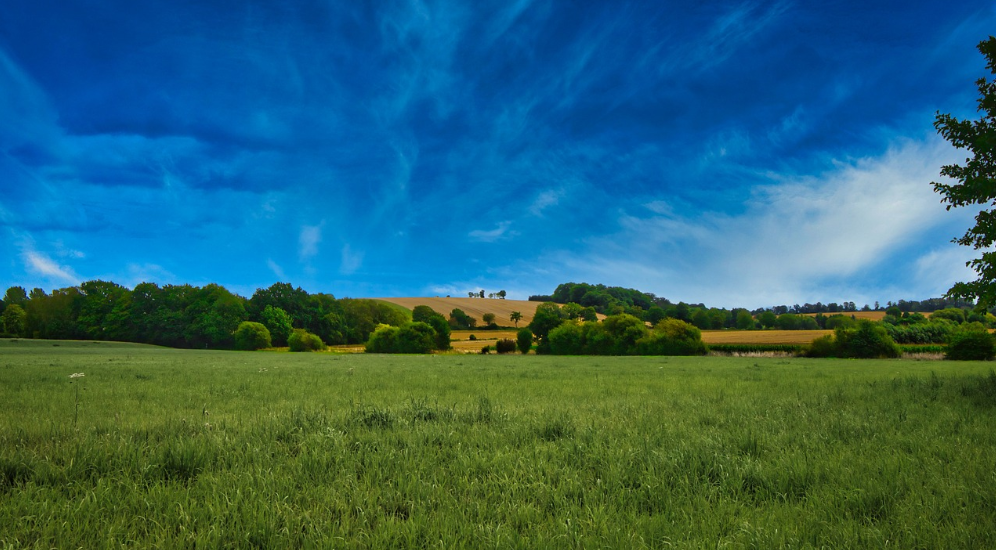 초원 하늘 토지 나무 사진