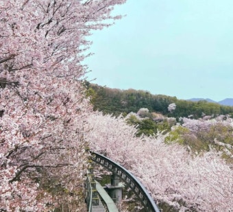 화담숲 봄
