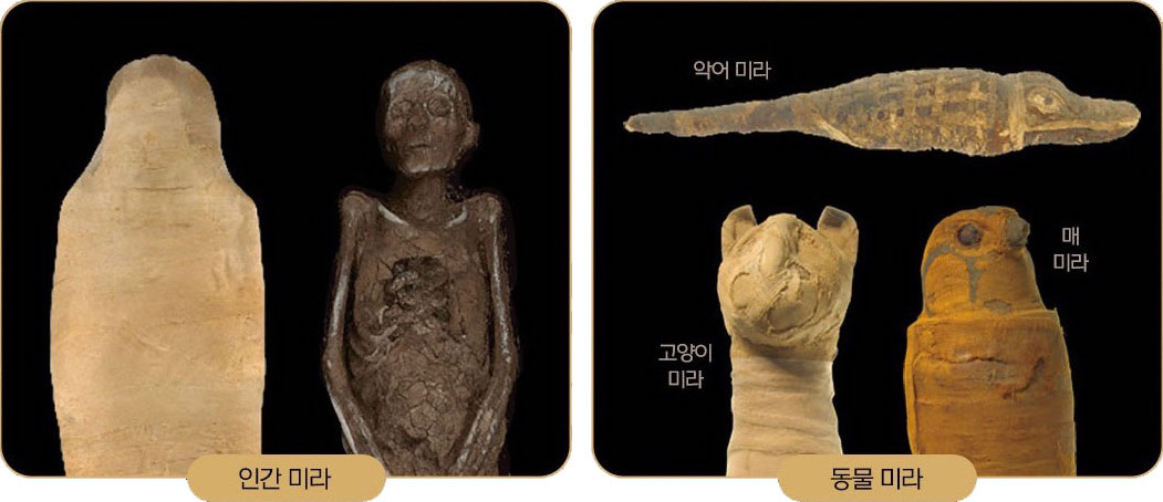 01. 국내 최대 규모 인간 미라 5구, 동물미라 8구 및 그들의 최신 CT 결과 국내 최초 공개!