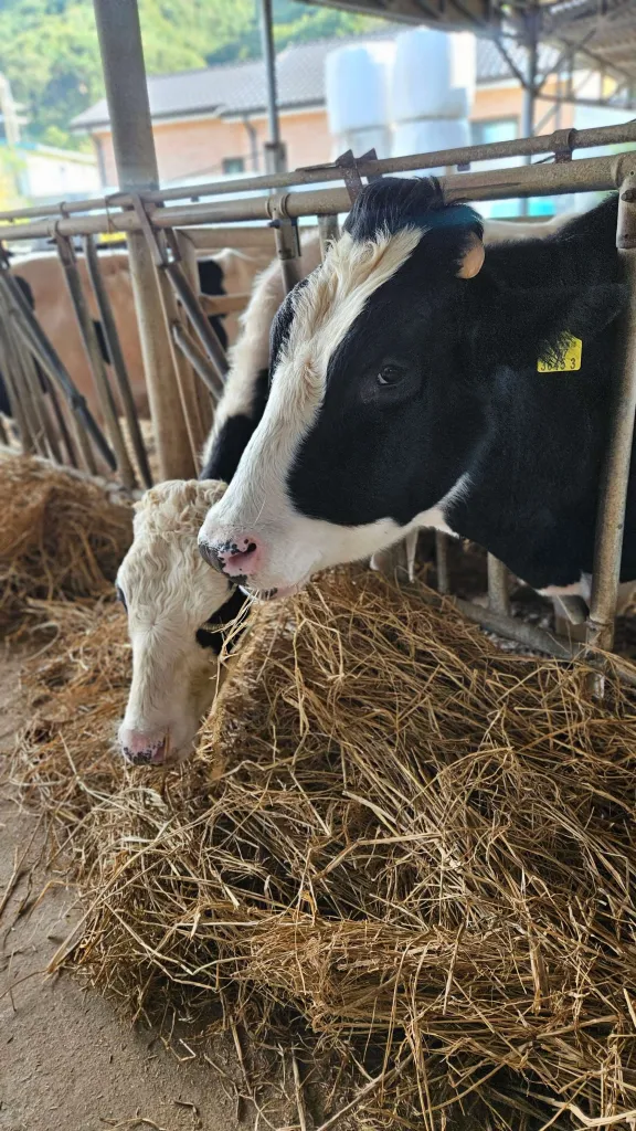 마치 소와 소통하고 있는 듯한 모습