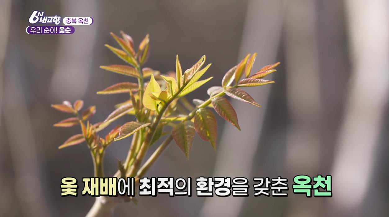 옥천에서 재배중인 6시내고향 옥천 옻순