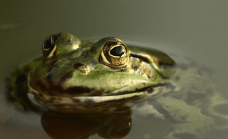 창밖에서 개구리가 보이는 꿈해몽