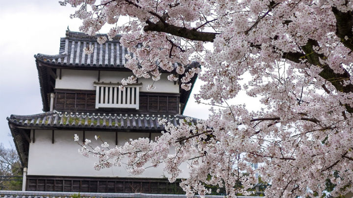 후쿠오카 벚꽃 명소