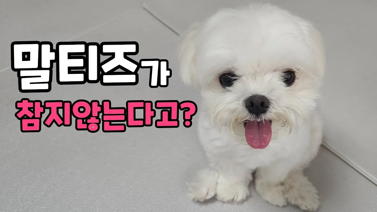 말티즈 성격 분양 가격 수명 장점 단점_7