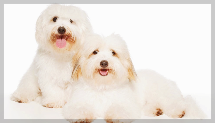 꼬똥 드 툴레아 외모, 특성, 건강 1분 총정리