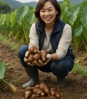 토란 효능
