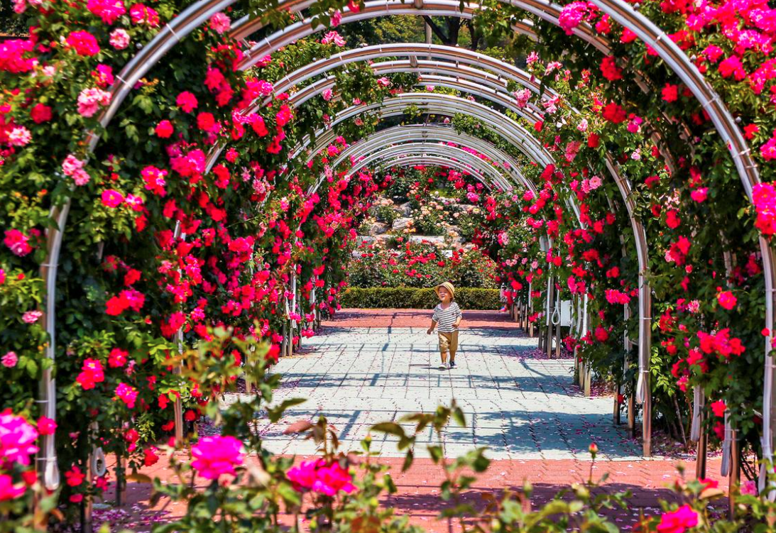 2025 삼척 장미축제