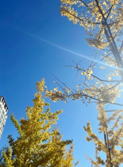 스위치온 다이엍트 4주프로그램