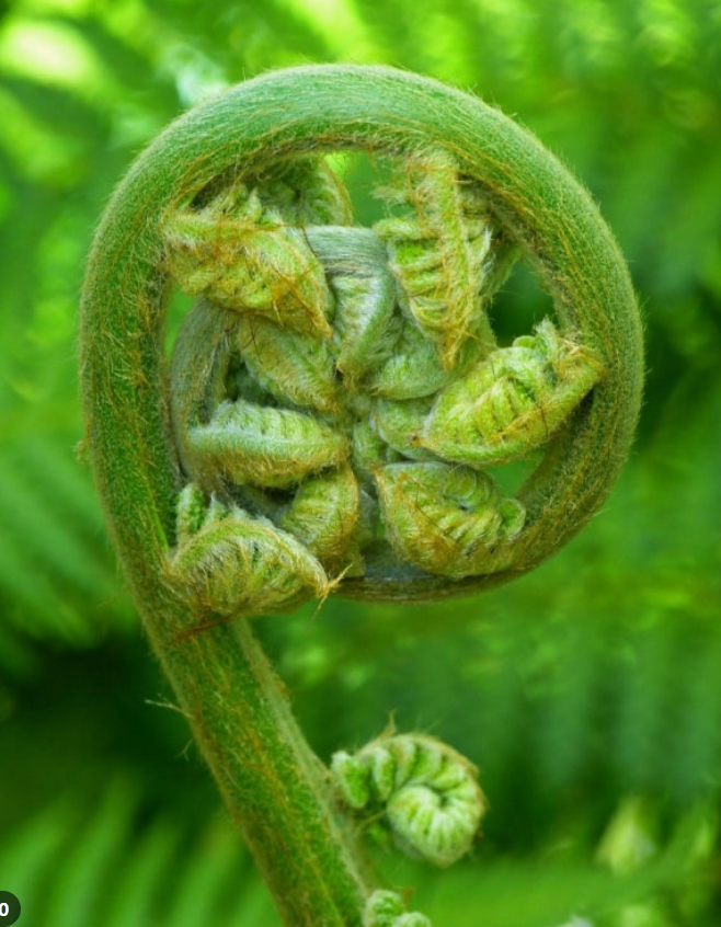 고사리 조리법 완전 정리