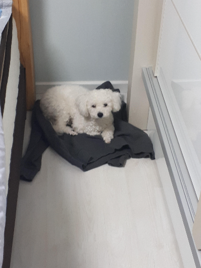 강아지 밥 주는 시간과 올바른 급여 습관