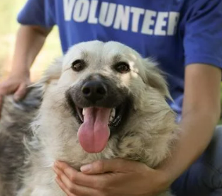 강아지 무료분양 사이트 TOP 5 사기 구별법