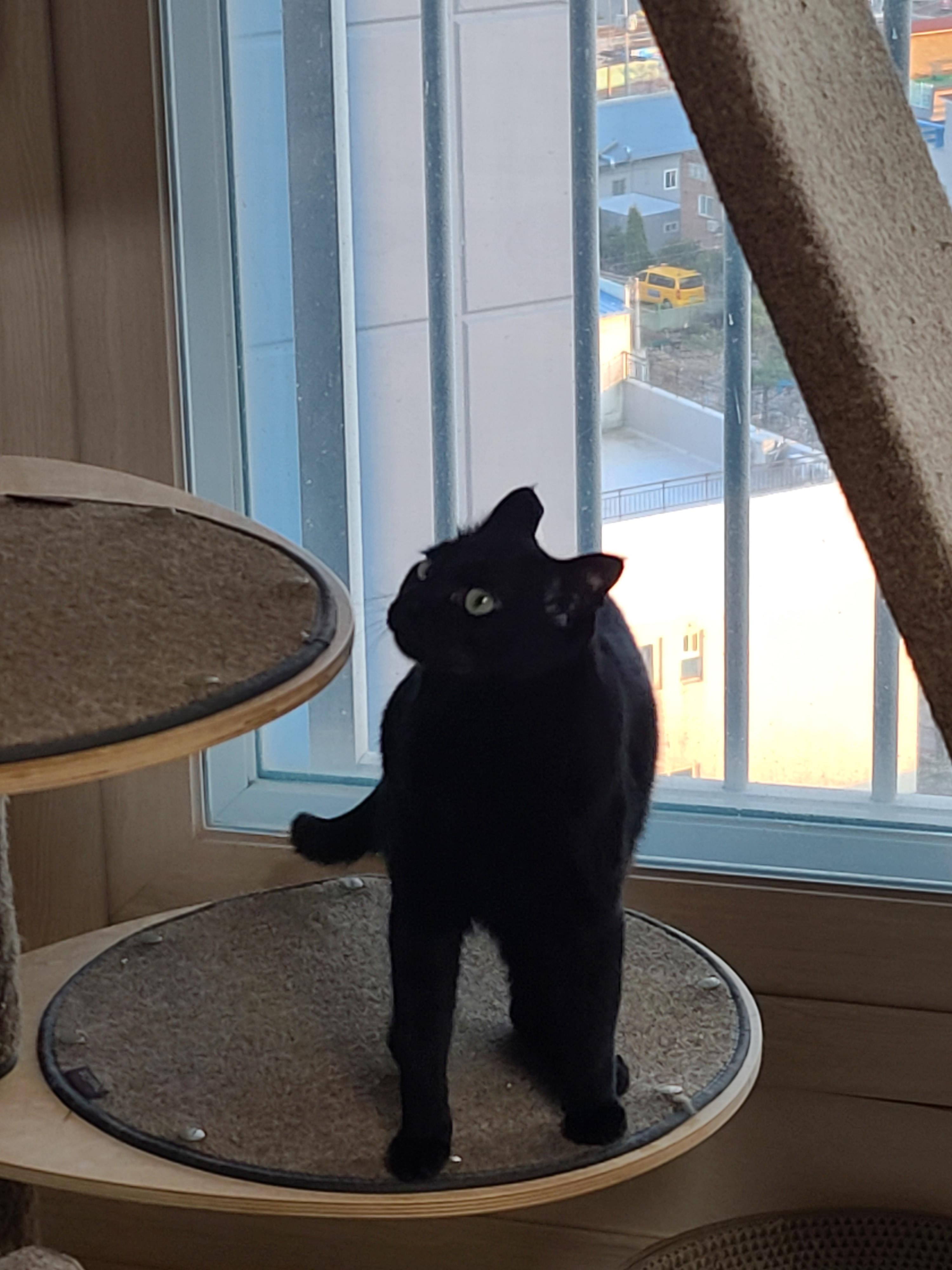 맹금류같은 멋진 새와 퓨마같은 멋진 고양이 건이의 만남.