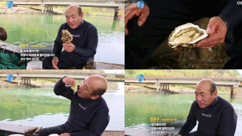 생생정보 미스터 Lee의 사진 한 컷, 대한민국 – 435번째 미션! 하동 섬진강 벚굴수산 주문하기