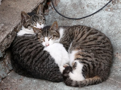 잠자는 길고양이